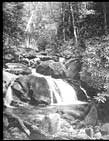 Detail of GreatSmoky MountainNational Park, waterfall...American Landscape and Architectural Design, 1850-1920, Collection.